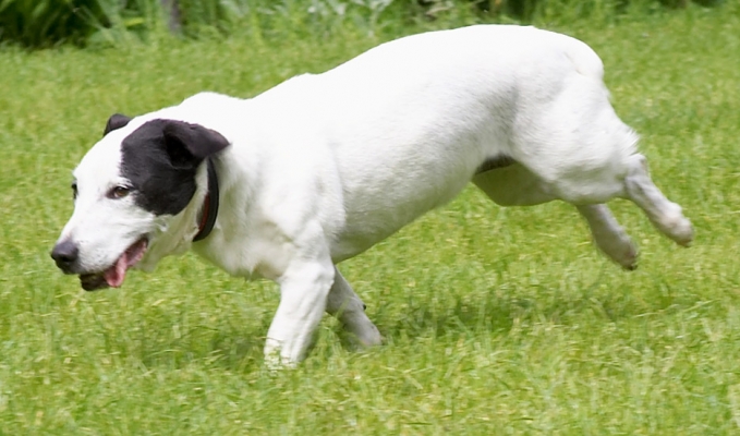 Catch me if you can!
Schlüsselwörter: Sam Jack Russell X