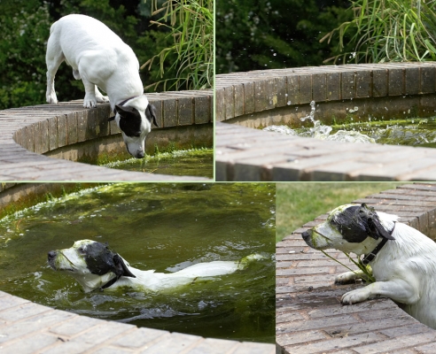 I only wanted a drink!
Avainsanat: Sam Jack Russell X