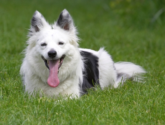 I'll just wait here 'til you're ready to throw the ball
Anahtar kelimeler: Bella Border Collie tongue
