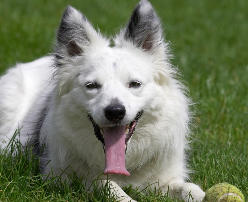 I'll just rest awhile
Palabras clave: Bella Border Collie tongue