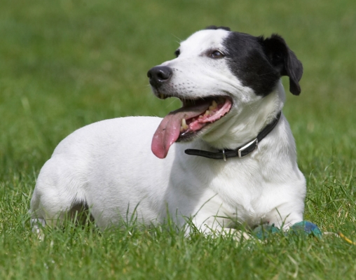 Boy, I'm pooped
Ključne besede: Sam Jack Russell X tongue