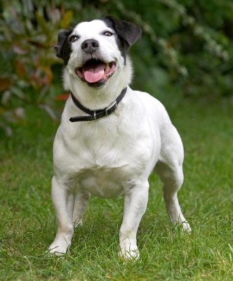 Whaddya mean "I've got a bull terrier body"?!
Palabras clave: Sam Jack Russell X tongue