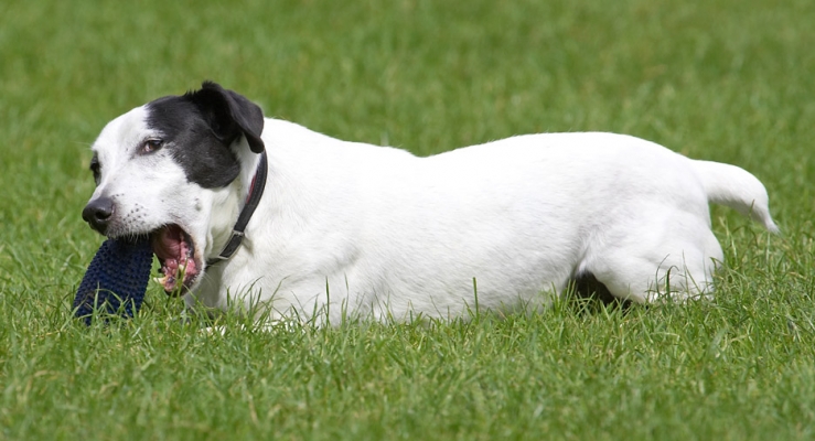 Back to chowing down
Palabras Clave: Sam Jack Russell X