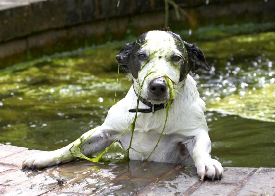S'pose you think this is funny...........
Ключевые слова: Sam Jack Russell X