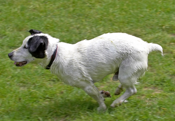 Gotta dry off
Keywords: Sam Jack Russell X