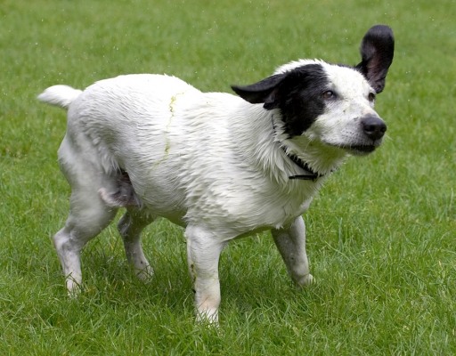Spin dry
Ključne besede: Sam Jack Russell X