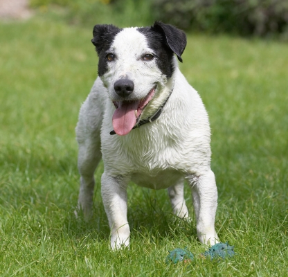 Phew, that's better
Palabras clave: Sam Jack Russell X tongue
