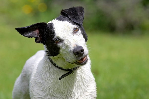 Whaddya say?
Palabras clave: Sam Jack Russell X