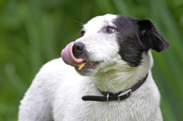 Yummmmmmmmmmm
Ključne besede: Sam Jack Russell X tongue