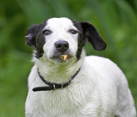 Sssh, I'm eating
Słowa kluczowe: Sam Jack Russell X peanut butter