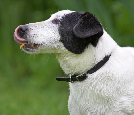 Gotta get every little bit
Anahtar kelimeler: Sam Jack Russell Terrier X tongue