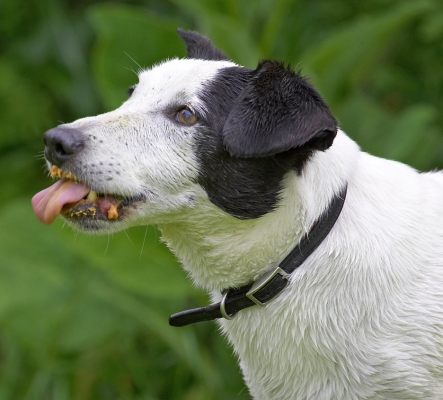 Has it all gone?
Palabras clave: Sam Jack Russell X tongue