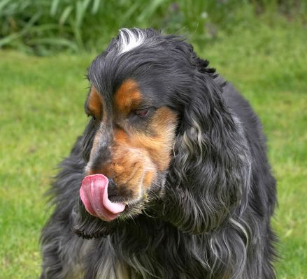 How did that peanut butter get on top of my nose?
Ključne besede: Wally Cocker Spaniel peanut butter nose tongue