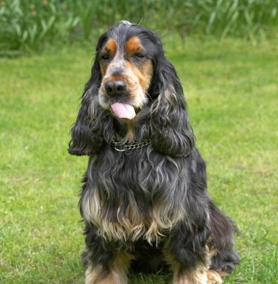 Still working on getting all of the peanut butter
Λέξεις-κλειδιά: Wally Cocker Spaniel peanut butter tongue