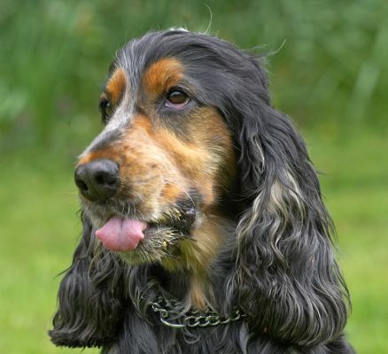 Boy, this peanut butter lasts forever
Palabras Clave: Wally Cocker Spaniel tongue peanut buter