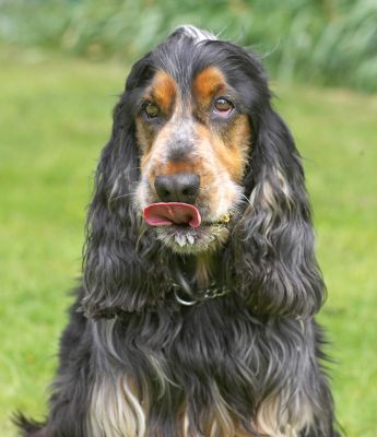 Oh, there's some there
Keywords: Wally Cocker Spaniel tongue peanut butter