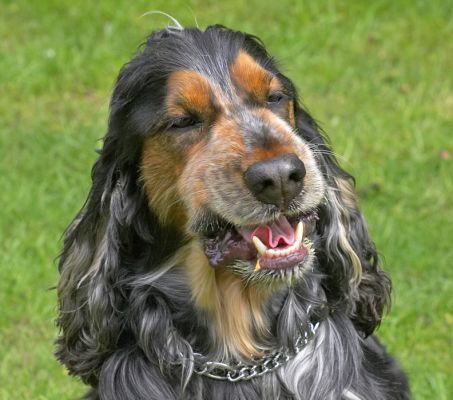 Boy, that was a good joke!
Palabras clave: Wally Cocker Spaniel joke laugh