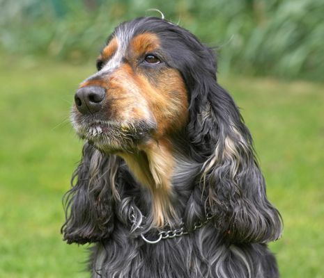 If I look cute will they give me some more peanut butter?
Słowa kluczowe: Wally Cocker Spaniel cute peanut butter