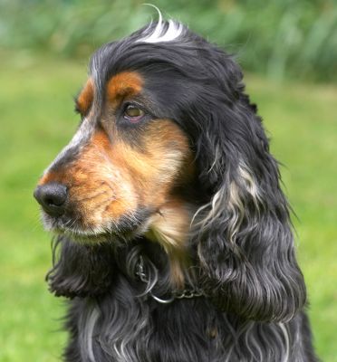 How about if I look sad?
Ключови думи: Wally Cocker Spaniel