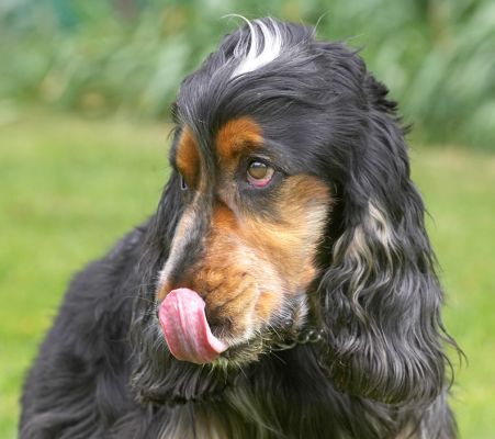 Doggone it, it got on my nose again
Keywords: Wally Cocker Spaniel tongue peanut butter nose