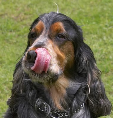 Now I'll check the other side of my mouth
Palabras clave: Wally Cocker Spaniel