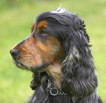 Time for the portrait photo
Trefwoorden: Wally Cocker Spaniel photo