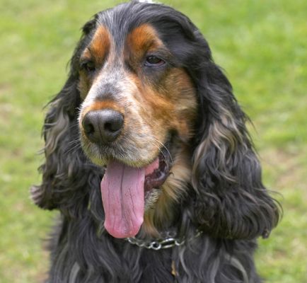 Look, mum, it's all gone
Palabras clave: Wally Cocker Spaniel mum tongue
