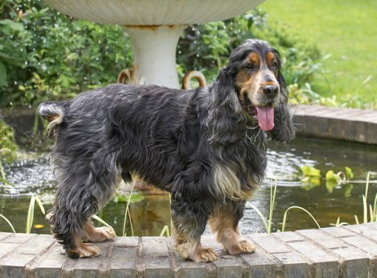 And here is the standing pose
Anahtar kelimeler: Wally Cocker Spaniel pose photo