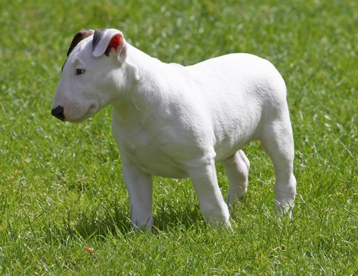 This is a LOT to take in at my age............
Słowa kluczowe: Mana English Bull Terrier puppy puppies