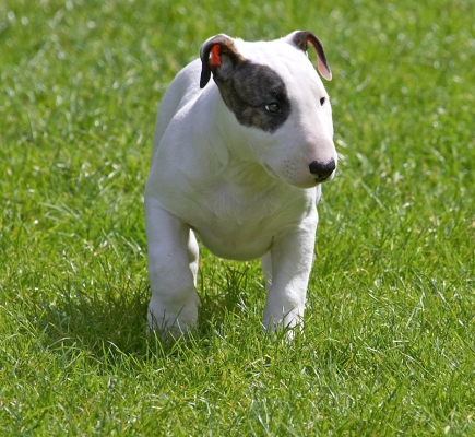 ........... still absorbing it all
Ključne besede: Mana English Bull Terrier puppy puppies