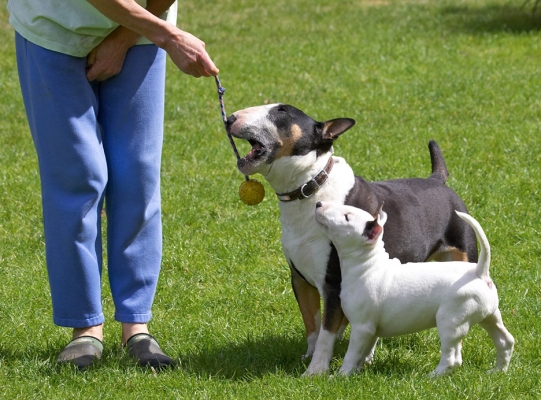 How come Tapa's got my ball?
Keywords: Tapa Mana English Bull Terrier puppy puppies
