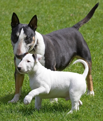 C'mon Tapa, it's my job to keep you young
Palabras clave: Tapa Mana English Bull Terrier puppy puppies