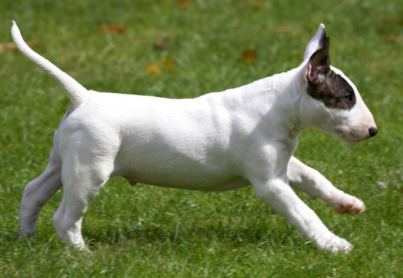 Hey, what happened to my ears -  I look all grown up!
Mots-clés: Mana English Bull Terrier puppy puppies