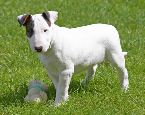 C'mon Tapa, come get it!
Anahtar kelimeler: Mana English Bull Terrier puppy puppies