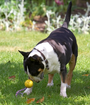 How do I catch it AND watch it at the same time!
Mots-clés: Tapa English Bull Terrier