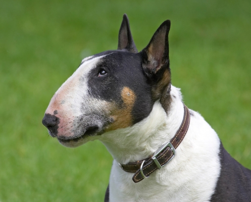 Gosh, I am SO handsome
Palabras clave: Tapa English Bull Terrier