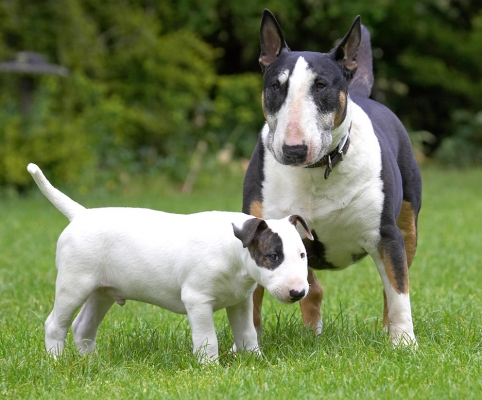 Yeah, yeah, I'm keeping an eye on him
Keywords: Tapa Mana English Bull Terrier puppy puppies