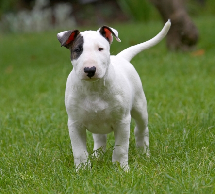 So, what's happening now............
الكلمات الإستدلالية(لتسهيل البحث): Mana English Bull Terrier puppy puppies