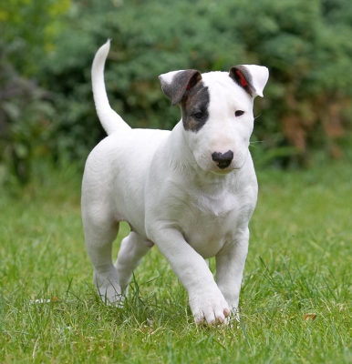 ........... guess I'll make my own entertainment
Anahtar kelimeler: Mana English Bull Terrier puppy puppies