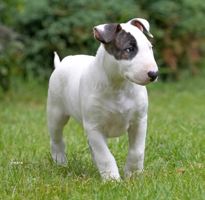 OK, so this is home
Ключові слова: Mana English Bull Terrier