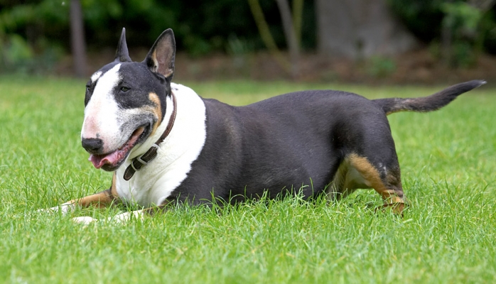 ...... keeping me young! This puppy is wearing me out!
Keywords: Tapa English Bull Terrier