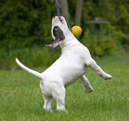 This is a great game
Schlüsselwörter: Mana English Bull Terrier