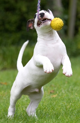 C'mon, pull!
Anahtar kelimeler: Mana English Bull Terrier puppy puppies ball