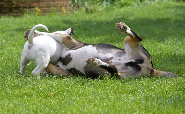 Gotcha!
Keywords: Mana Tapa English Bull Terrier puppy puppies