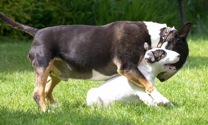 OK, you win........
Palabras clave: Tapa Mana English Bull Terrier puppy puppies
