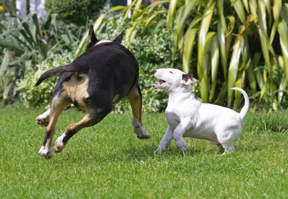 ............ but, gimme another chance
Keywords: Tapa Mana English Bull Terrier puppy puppies