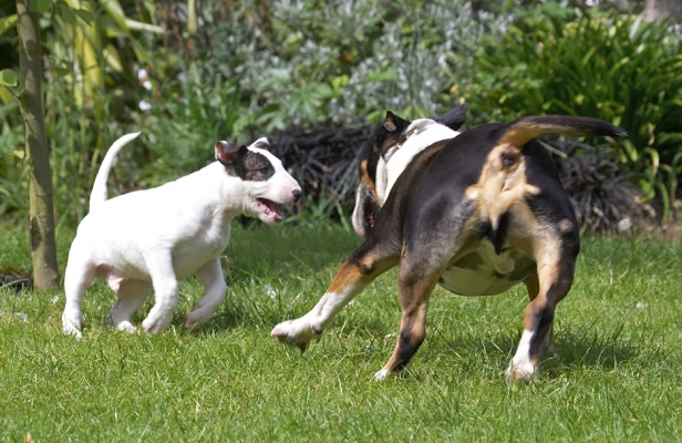 Yeah, come down to my size
Keywords: Tapa Mana English Bull Terrier puppy puppies