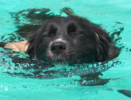 Please let it be over soon
Keywords: Barney Collie X swimming pool Your Dog magazine May 2007