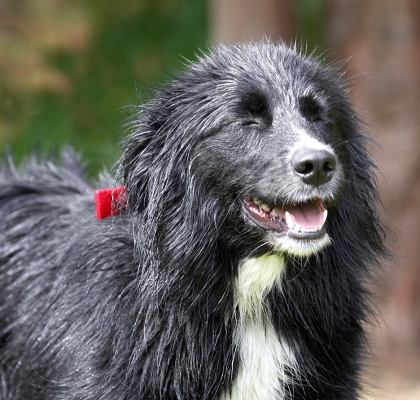 Hooray, it's over
Keywords: Barney Collie X Your Dog magazine May 2007