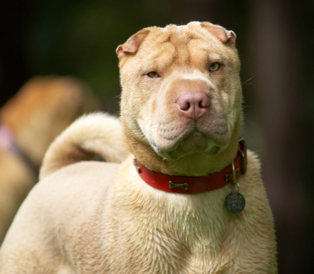 Who's a handsome dude then!
Palabras Clave: Frosty Shar-pei